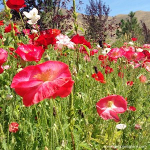 Planting flowers for Earth Day #swissherbs