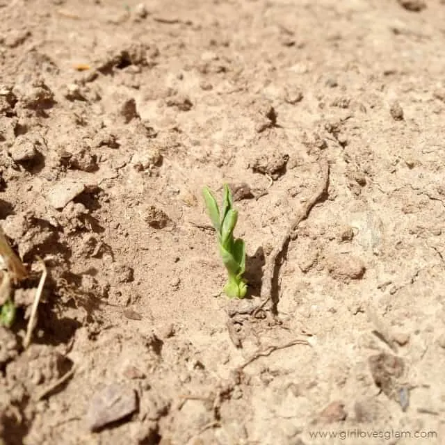 Sprouting plant for Earth Day #swissherbs