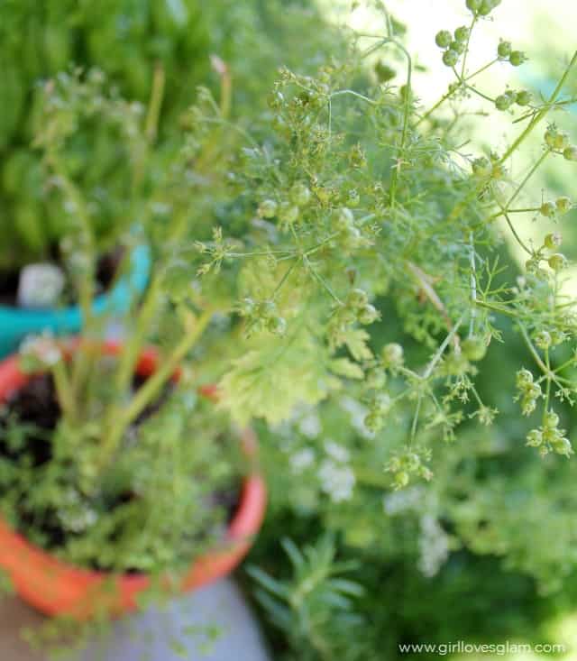 Growing Cilantro at Home on www.girllovesglam.com #swissherbs