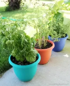 Growing Herbs at Home on www.girllovesglam.com