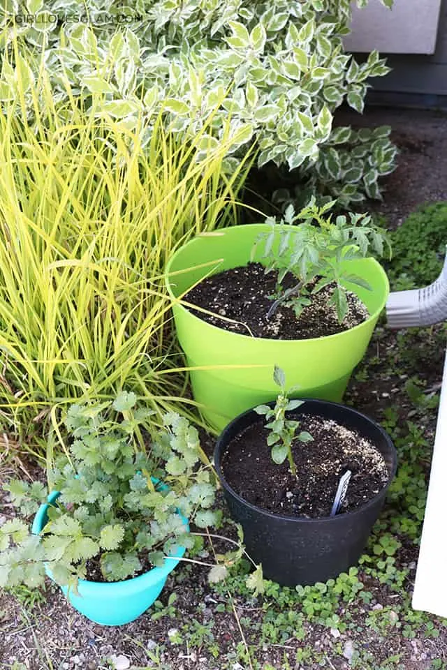 Container Gardening for Rental Homes