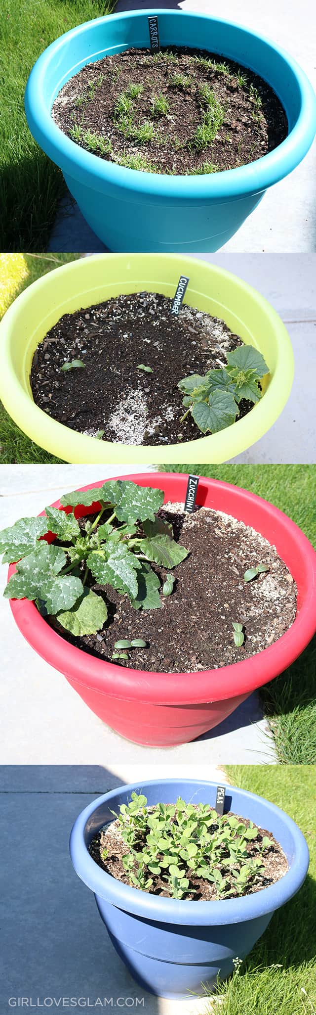 Vegetable Pots Rental Space Gardening