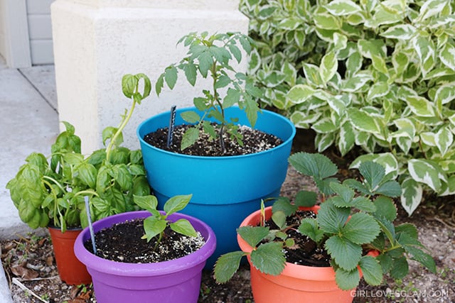Potted Plant Garden