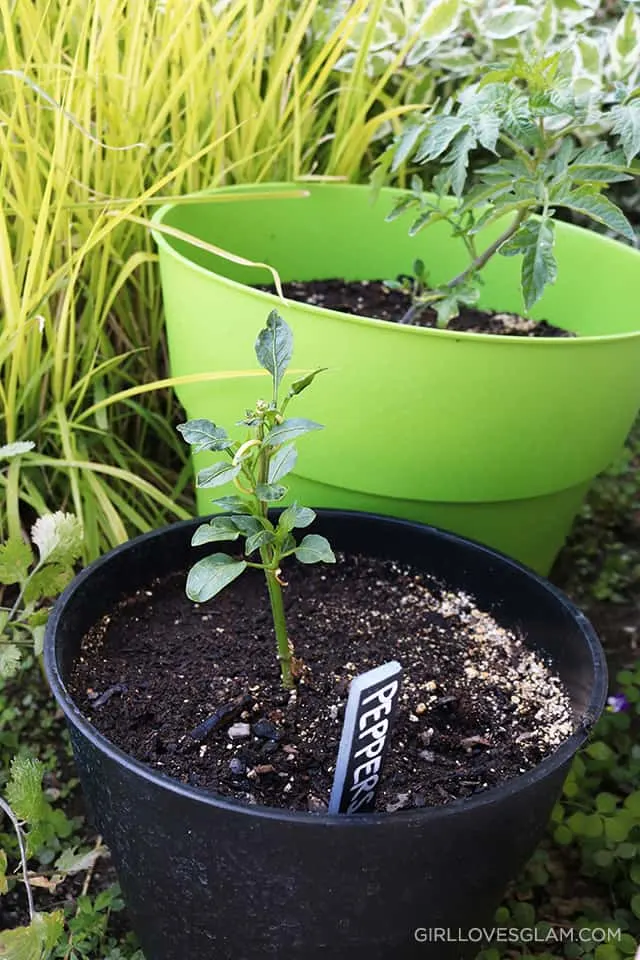 Potted Garden for Rental Home