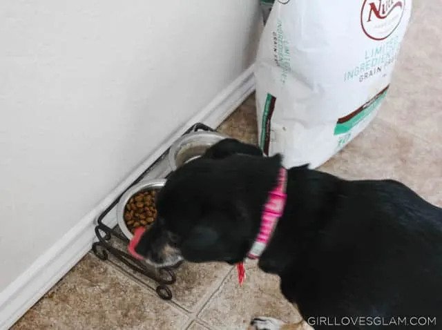 Dog eating Nutro Dog Food on www.girllovesglam.com