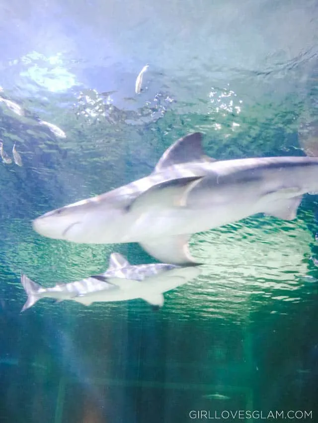 Living Planet Sharks on www.girllovesglam.com