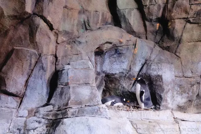 Living Planet Aquarium Penguins on www.girllovesglam.com