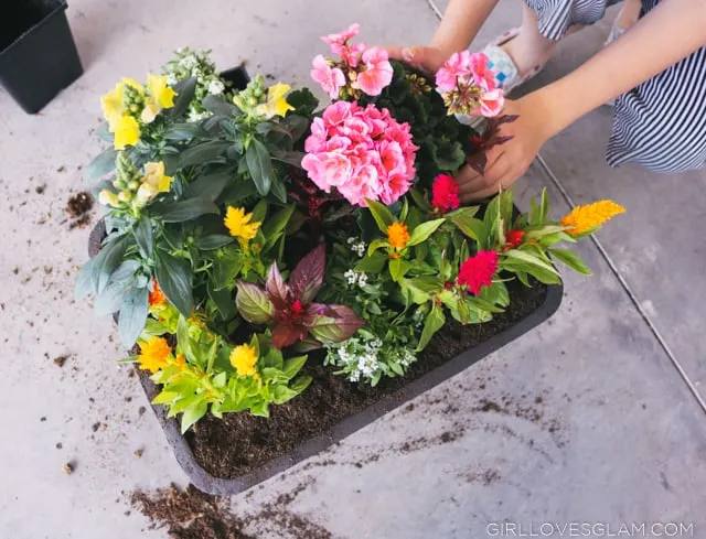 Planting in a planter box